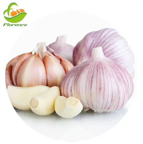 China Garlic Price Garlic Normal White