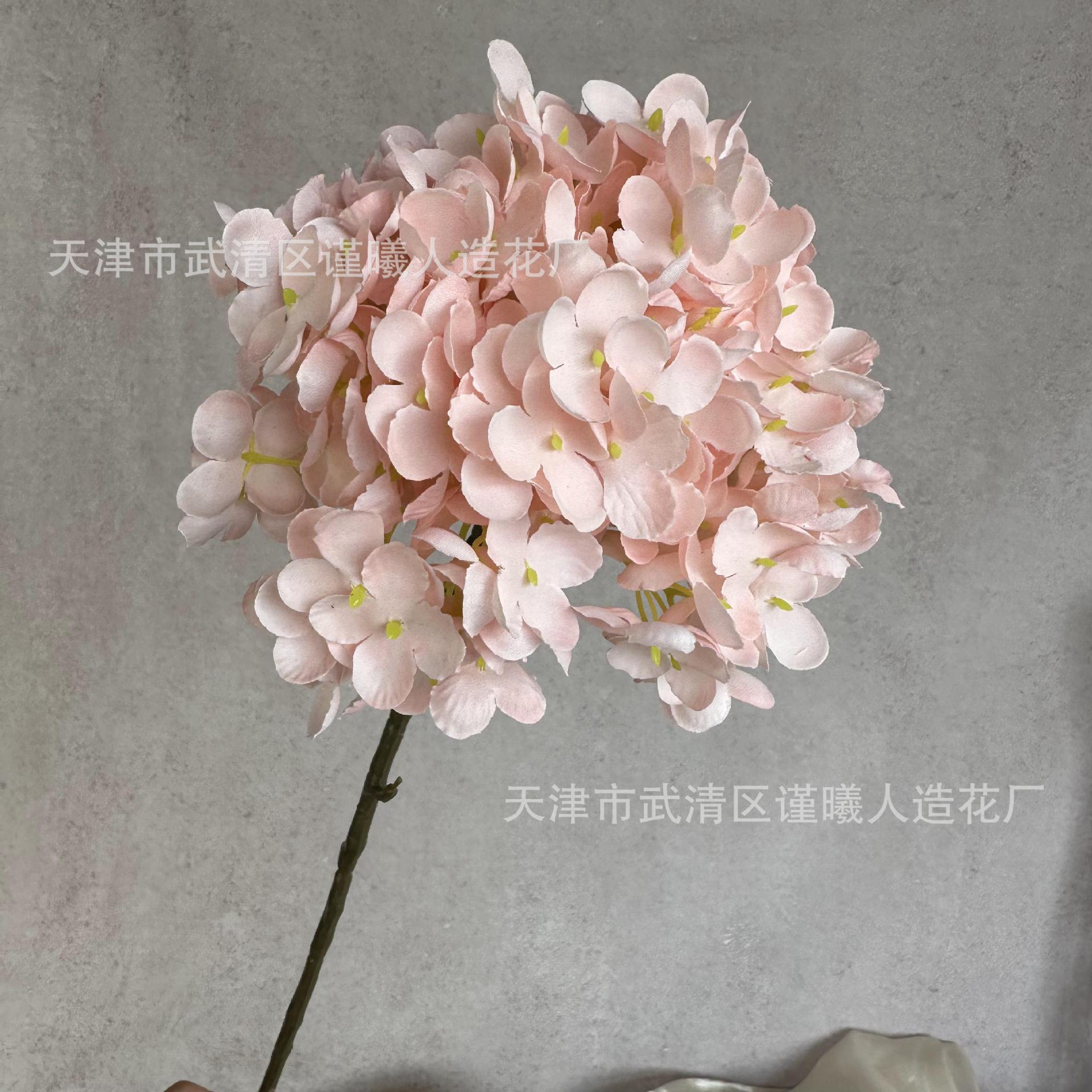 Single French hydrangea - Pink
