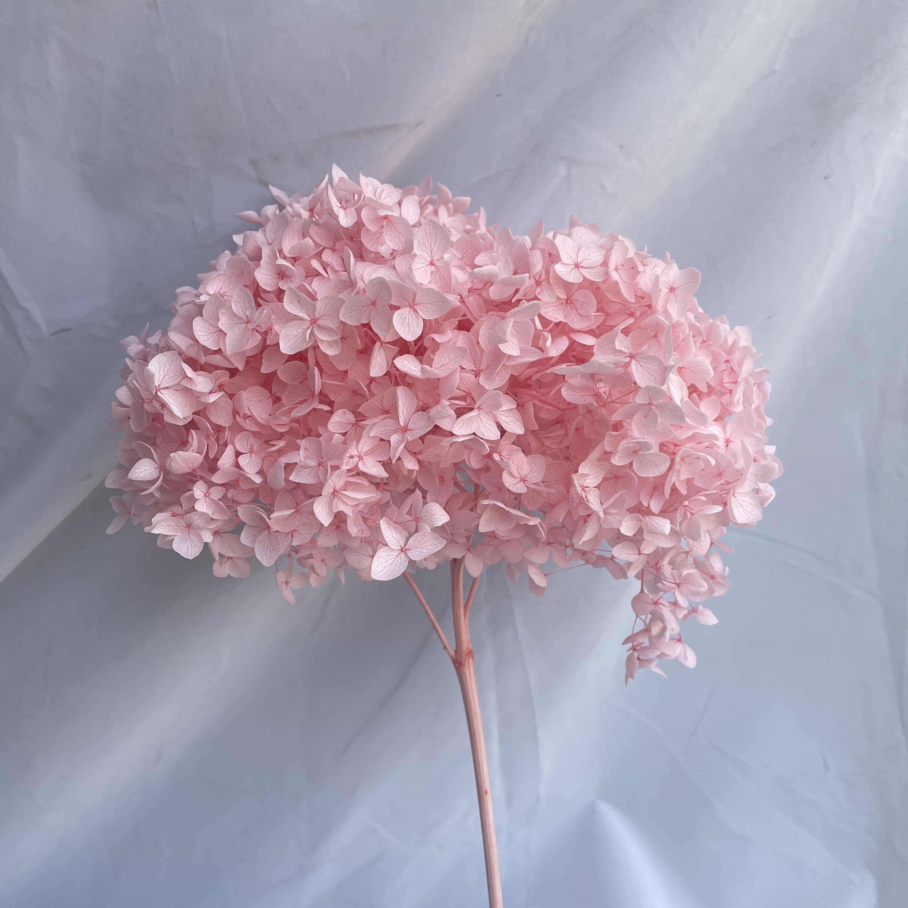Rosa Sakura