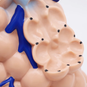 Modèle d'amplification alvéolaire en PVC Modèle anatomique des sciences médicales Représentation précise de la structure alvéolaire - Product Image 3