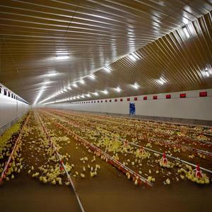 Aves Armazém Construção Construção Free Range Chicken House Design Estrutura Aço Galpão Design <span class=keywords><strong>Steel</strong></span> Building