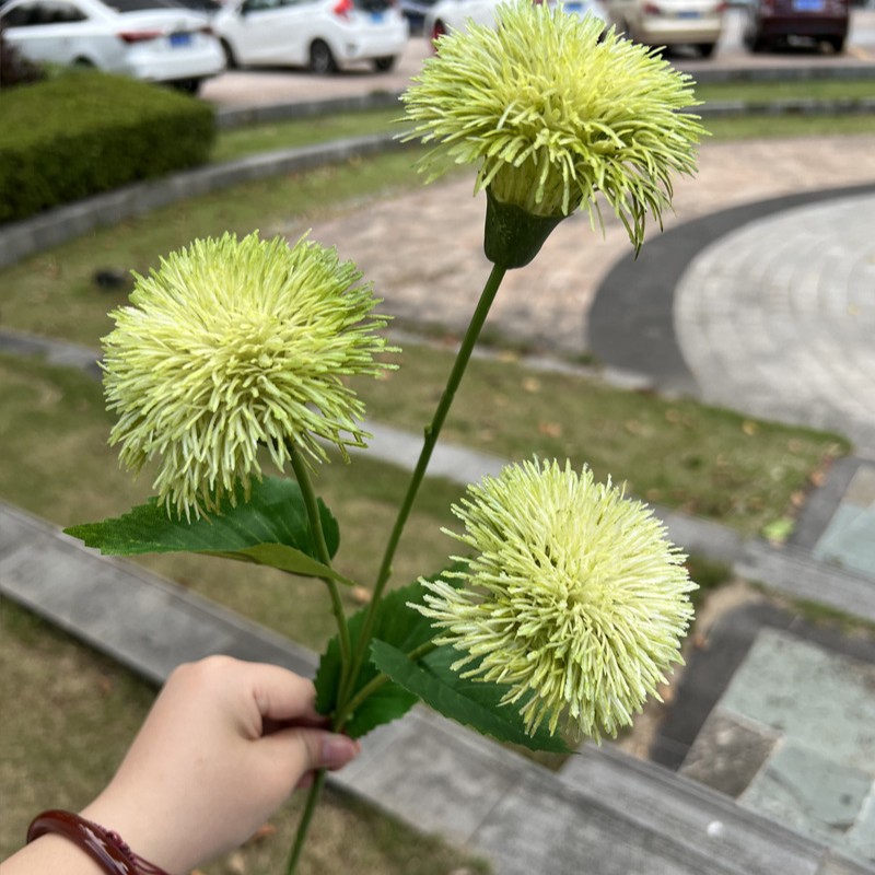 3 têtes de chrysanthème velours vert