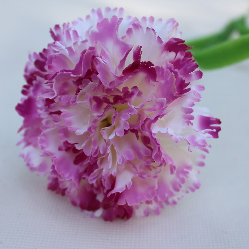 Pourpre