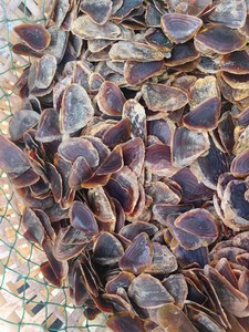 เปลือก Operculum_Snail murex สำหรับทำน้ำหอมปริมาณที่มีอยู่ - Product Image 5