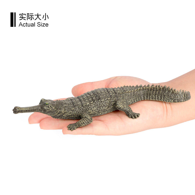 1635 Gavialis gangeticus Cocodrilo