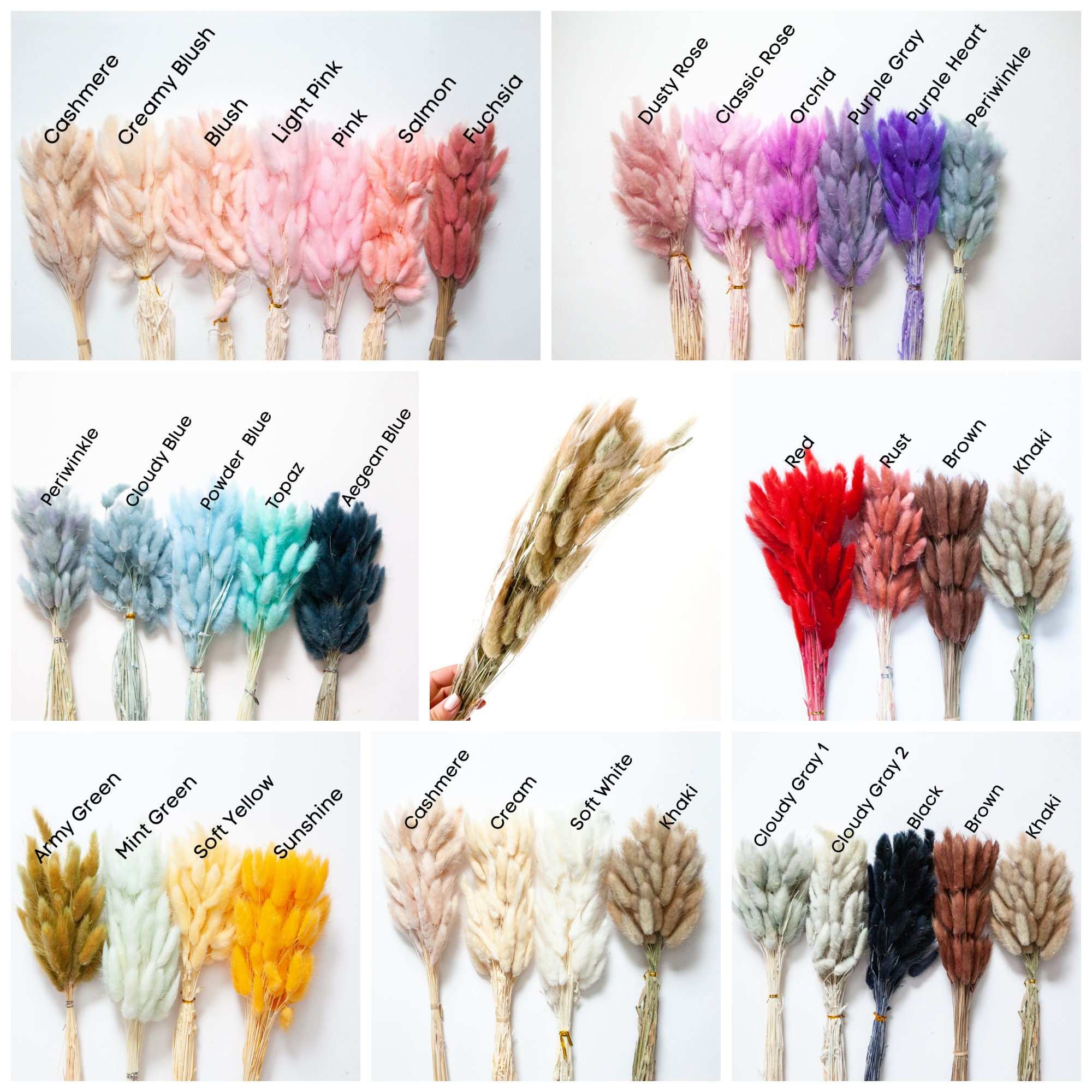 L'herbe de queue de lapin