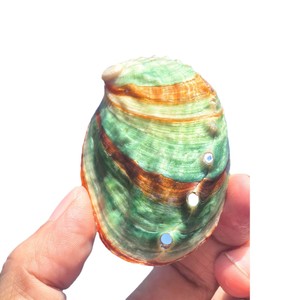 Ingrosso puro guscio di Abalone naturale lucido e intagliato conchiglie di mare per la decorazione domestica - Product Image 6
