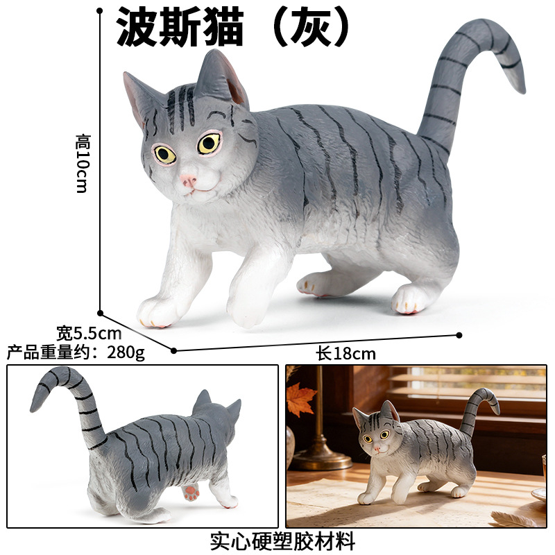 M-1024Chat persan gris qui marche