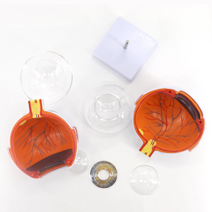神経分布と構造を示す眼球の高品質な人体解剖モデル - Product Image 1