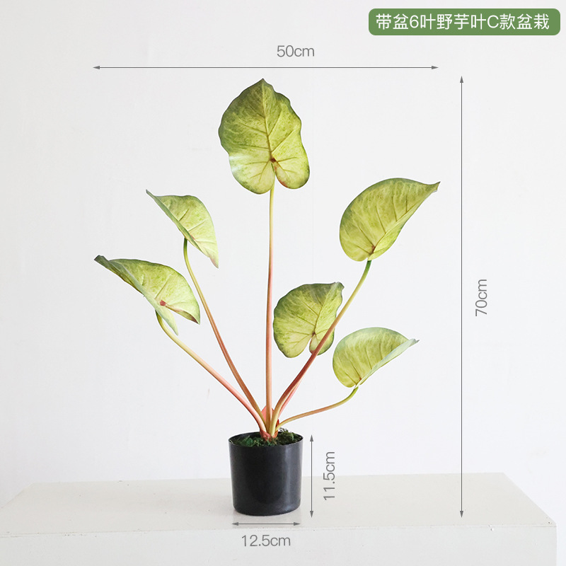 Feuille de taro sauvage en pot - 6 feuilles - style C, plante en pot
