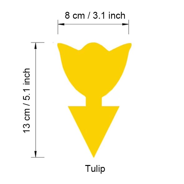 7-Tulipe