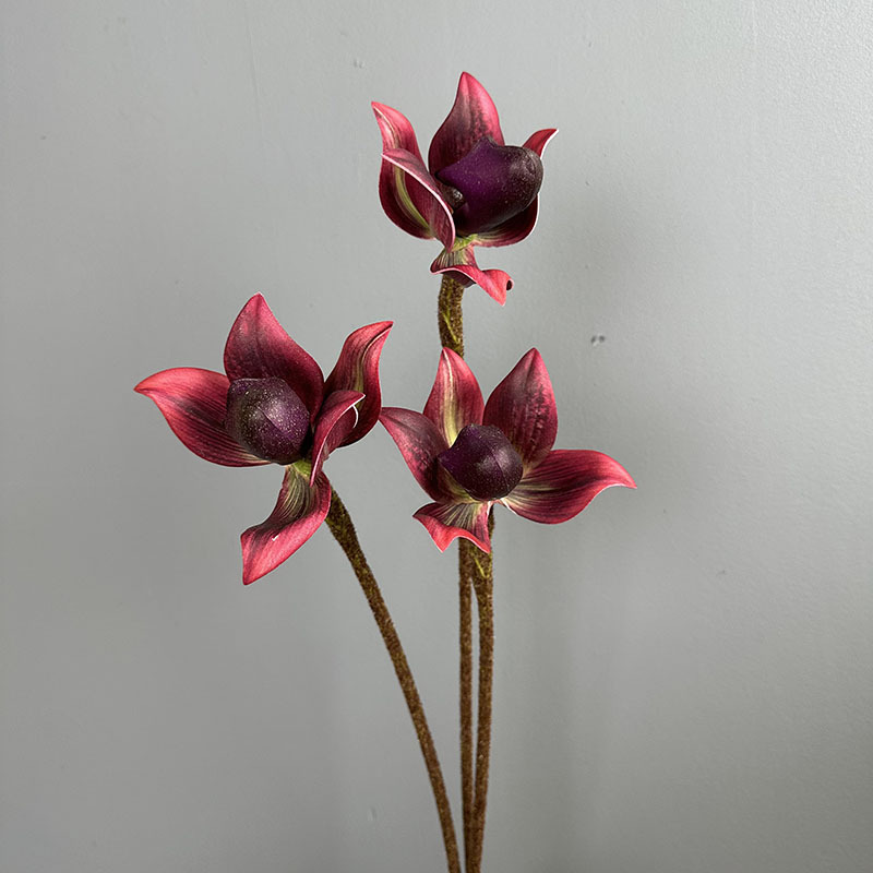 Single-stemmed paphiopedilum feizi deep red