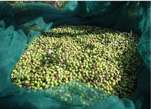 Bahçecilik için fabrika ucuz zeytin hasat Net Catcher özel kesme işleme hizmeti mevcut - Product Image 3
