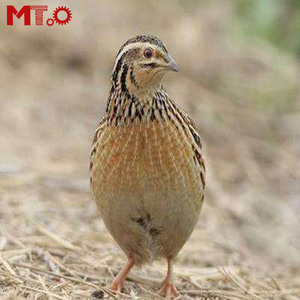 Quail Farmers <strong>Use</strong> Quail Cages Equipped with <strong>Automatic</strong> Feeding System - Product Image 1