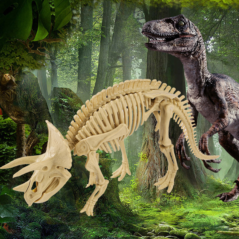 Triceratops squelette + manuel