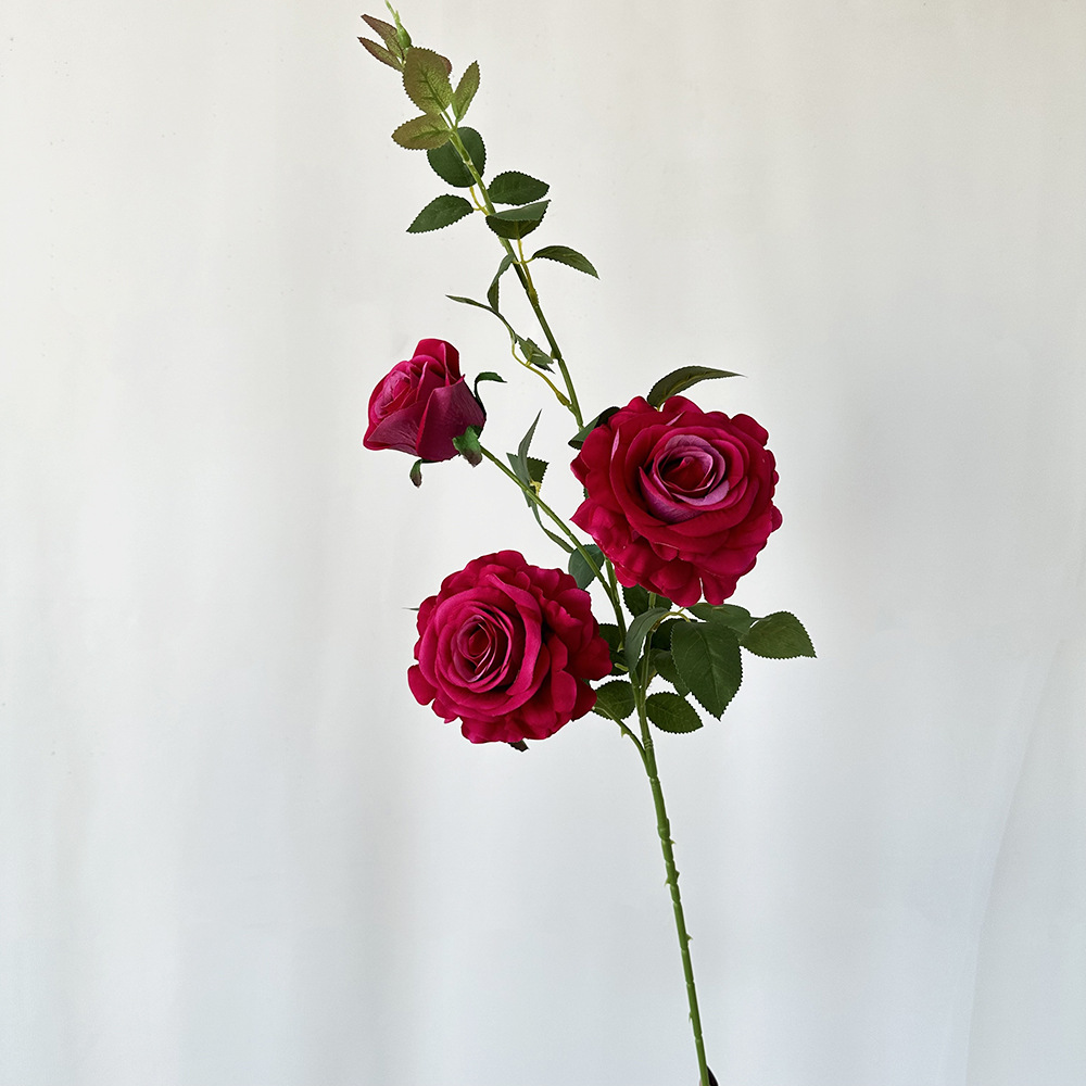 Rosa madeira