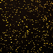 Orange dot