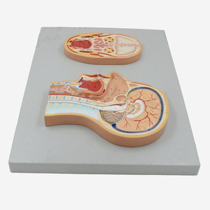 2025 nuova testa umana KRC modello di anatomia struttura del cervello umano modello del cervello per medico - Product Image 3