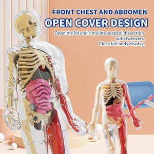 STEM Biological Teaching Human Body Skeleton Organ Anatomy <strong>Model</strong> DIY Assembly Torso Organ Science <strong>Kit</strong> With Glow in the Dark Bone - Product Image 6