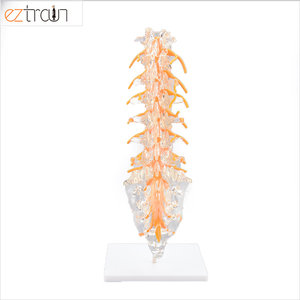 Sakrum, Spinal sinirler ve herniasyon diski ile insan omurga modeli insan lomber omurga modeli temizleyin - Product Image 5