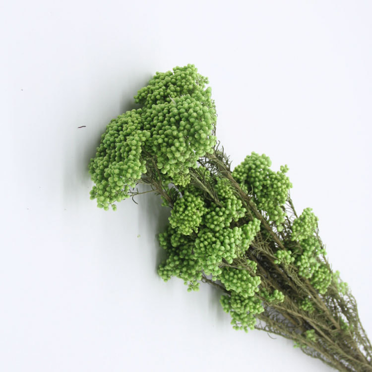 verde1