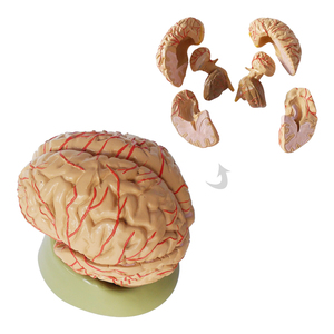 等身大に正常な9つの部分の解剖を伴う人間の脳の解剖学的モデル - Product Image 1