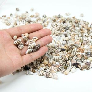 เปลือกหอยธรรมชาติสำหรับตกแต่ง DIY 0.5-1.1ซม. เปลือกหอยขายส่ง - Product Image 3
