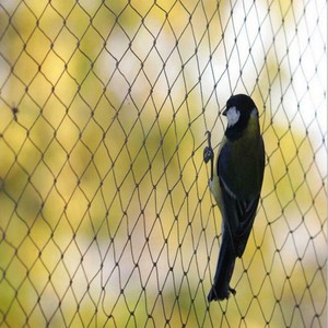 HDPE Anti-Bird Black Net 2,5x2,5 cm Maschenweite Anti Bird Net Obstbaum schutz netz