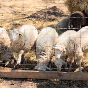 JoyLink馬カンガルー鹿ヤギ豚および農業動物農場用の<span class=keywords><strong>8</strong></span>フィートフェンス