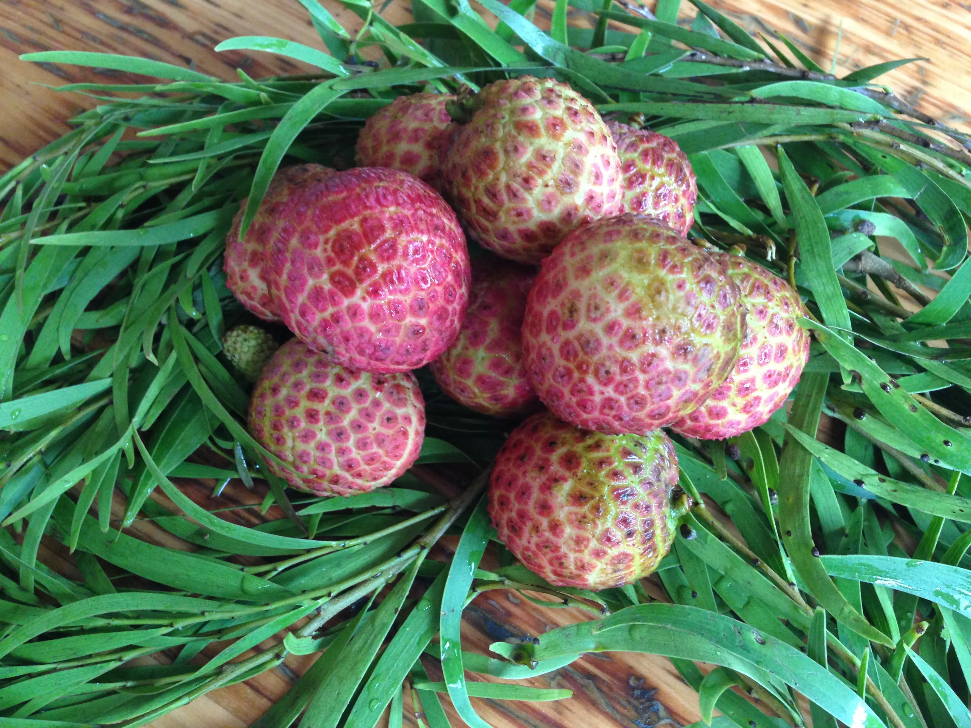 Exportation de produits agricoles Lychee vieil arbre litchi doux et juteux frais litchi fruit en saison
