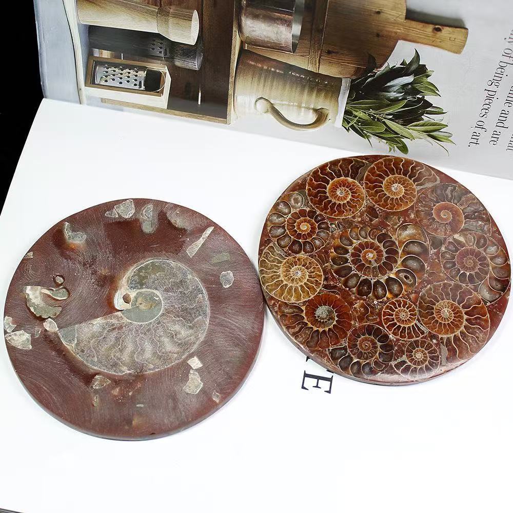 Disque fossile d'ammonite