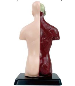 Modelo de Anatomía de medio cuerpo simulado y modelo de anatomía humana para estudiantes de escuela primaria y secundaria para enseñar modelo de rompecabezas - Product Image 3