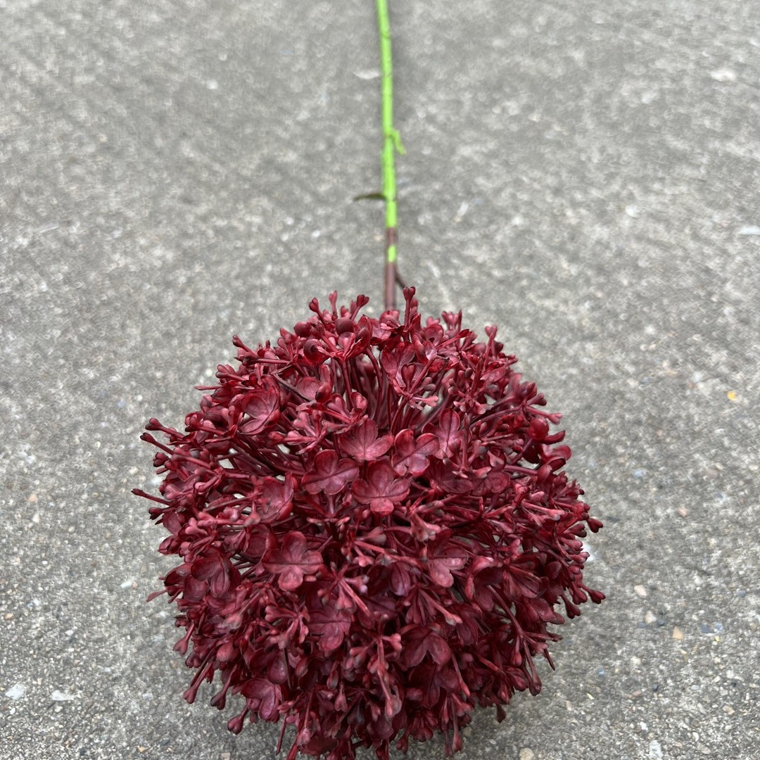 large red evening glow onion bulbs