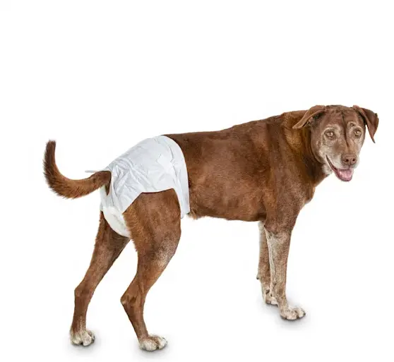 dog manner wear pants disposable diapers for rabbits dog diapers