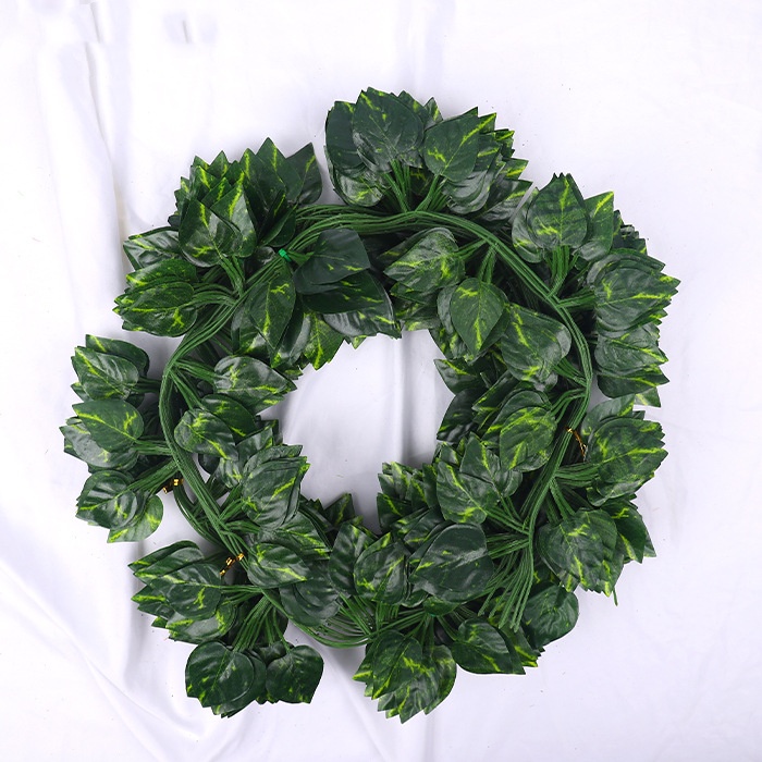 Epipremnum Aureum