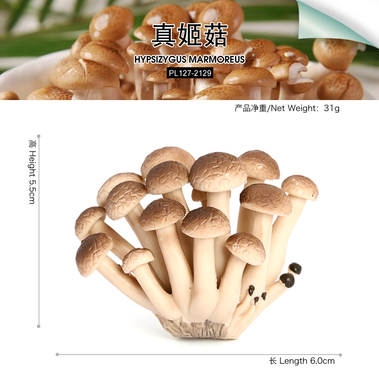 2129 Hypsizygus marmoreus Maki Mushroom