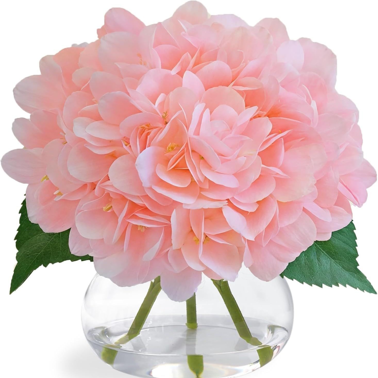 grandi petali di ortensia rosa