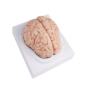 Beyin fonksiyon alanı ve arter yapısı ile insan beyin anatomisi modeli kraniyal sinirler de dahil olmak üzere PVC plastik renk sınıflandırması - Product Image 5