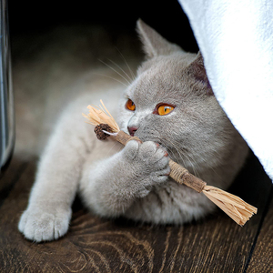 <strong>Catnip</strong> Silvervine Sticks - Designed to Clean Your Cats' Teeth, <strong>Catnip</strong> Chew Toy, <strong>Safe</strong> for All Ages