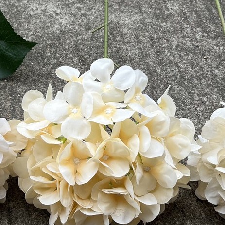 11 grandes têtes d'hortensia américain champagne - spécial