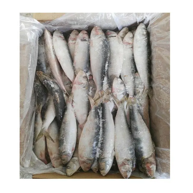 Sarves frais pour canettes poisson, petite taille, haute qualité