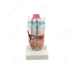 3-part Functional <strong>Larynx</strong> Model Medical Human Anatomical <strong>Larynx</strong> Model - Product Image 1