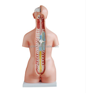 85cm 23 Parts <strong>Human</strong> Torso Anatomical Model Bisexual Torso Open <strong>Back</strong> Torso Anatomy Model - Product Image 4