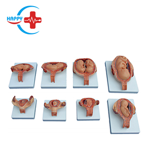 HC-S344医療教育鮮やかで高度な人間の発生プロセスモデル - Product Image 3