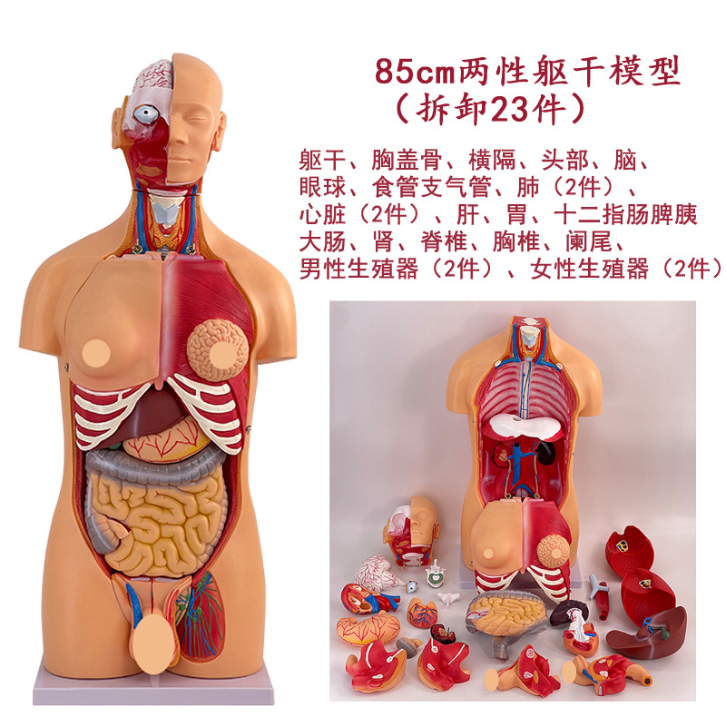 Torso hermaphrodite de 85 cm avec 23 pièces détachables