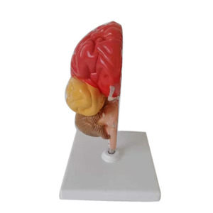 人脑医学人体解剖学彩色脑功能模型 - Product Image 1