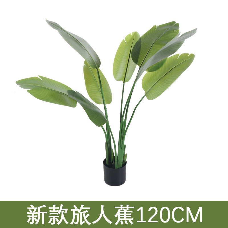 Travelers palm 120cm