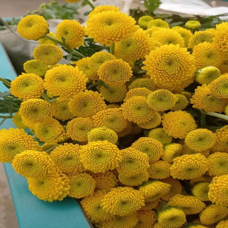 Lemon wine 10 sticks