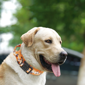 Tùy Chỉnh Chiến Thuật Con Chó Đào Tạo Cổ Áo Cho Velcro Logo Mềm Cotton Lót Dày Xử Lý Thanh Lịch Hiện Đại Con Chó Dây Xích Kim Loại - Product Image 4