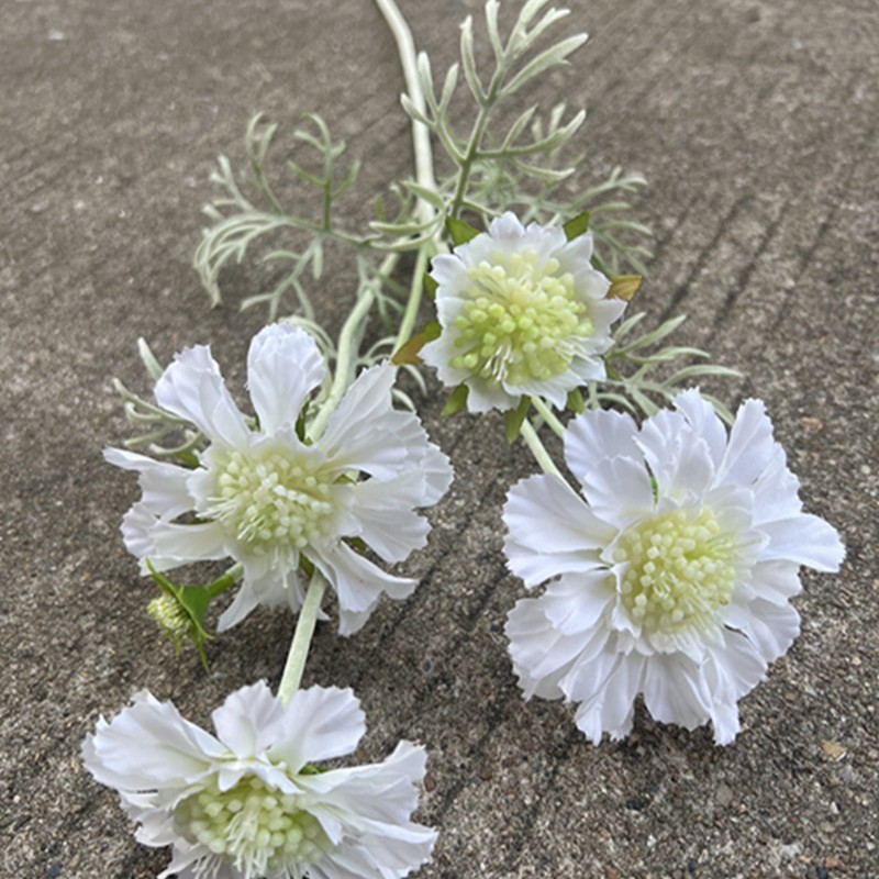 Chrysanthème à 86 têtes